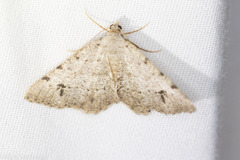 Digrammia pallidata