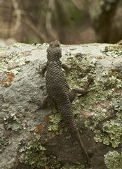 Sceloporus