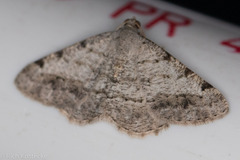 Frederickia nigricomma