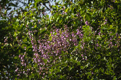 Lonchocarpus