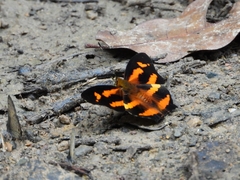 Symbrenthia hypselis