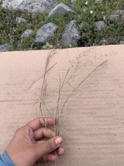 Muhlenbergia