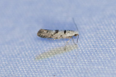 Argyresthia