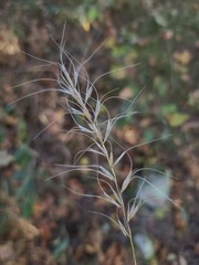 Elymus churchii