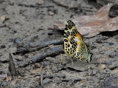 Symbrenthia hypselis