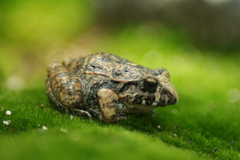 Craugastor occidentalis