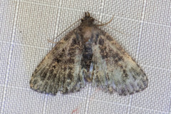 Metalectra diabolica