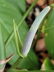 Anthurium pentaphyllum pentaphyllum