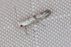 Argyresthia