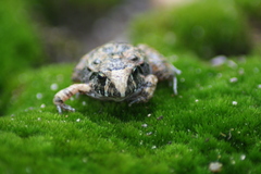 Craugastor occidentalis