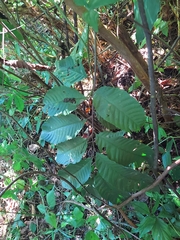 Cupania