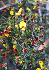 Pultenaea tenuifolia