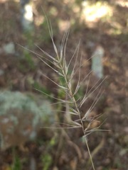 Elymus churchii