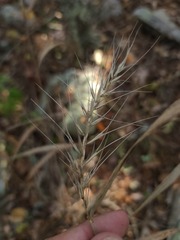 Elymus churchii