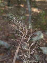 Elymus churchii