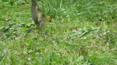Spinus barbatus