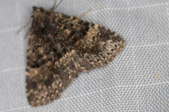 Metalectra diabolica