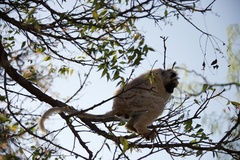 Propithecus verreauxi