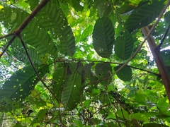 Cupania