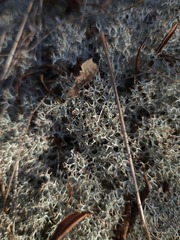 Cladonia subtenuis