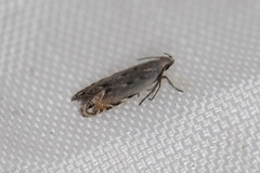 Battaristis concinnusella