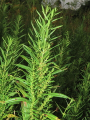 Ammannia baccifera