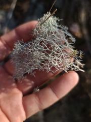 Cladonia subtenuis