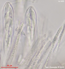 Hymenoscyphus scutula