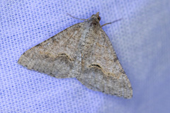 Frederickia s-signata