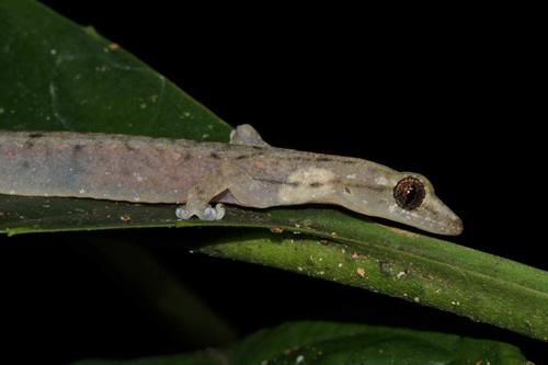 Indo-Pacific Slender Gecko