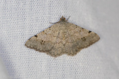 Frederickia nigricomma