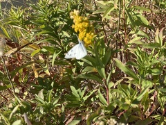 Pontia occidentalis