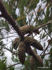 Pinus greggii greggii