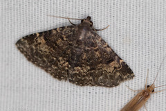 Metalectra diabolica