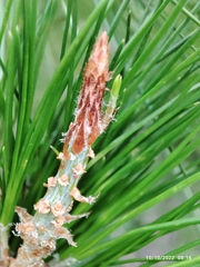 Pinus greggii greggii