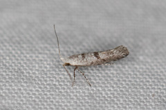 Argyresthia