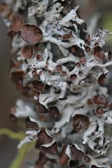 Hypogymnia imshaugii