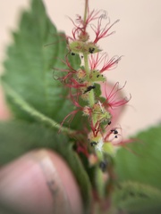 Acalypha