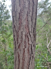 Pinus greggii greggii