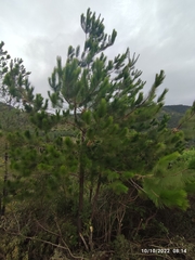Pinus greggii greggii