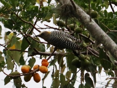 Melanerpes hoffmannii