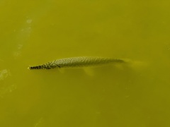 Lepisosteus oculatus
