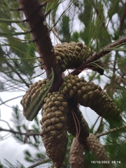 Pinus greggii greggii