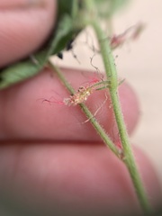 Acalypha