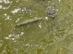 Lepisosteus oculatus