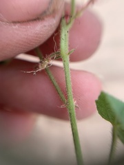 Acalypha