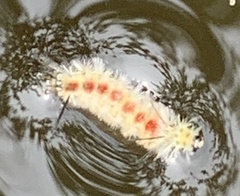 Lophocampa