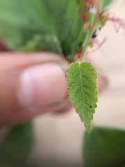 Acalypha