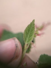 Acalypha