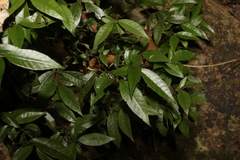 Psychotria